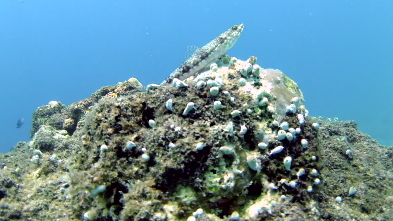 Underwater Fish on a Rock