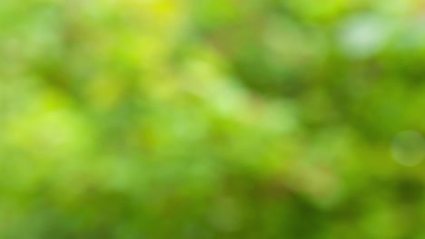 Abstract color background with bokeh motion