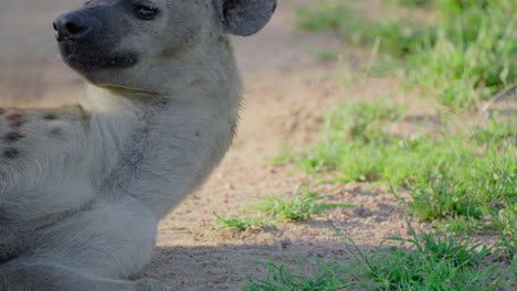 Close-up of a Hyena