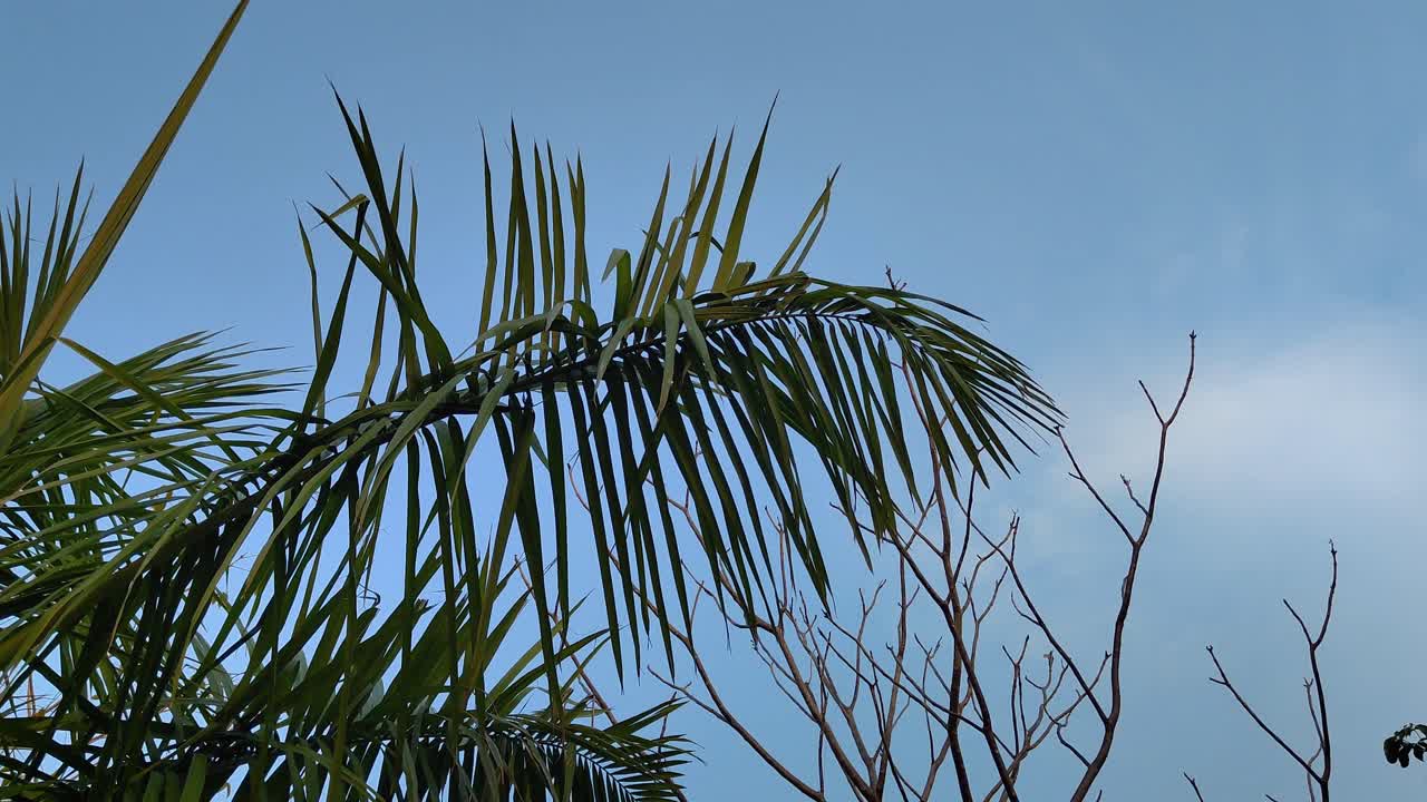 Calm view of palm leaves and dry tree branches under clear blue sky. Perfect for nature, environment, seasons and peaceful background footage