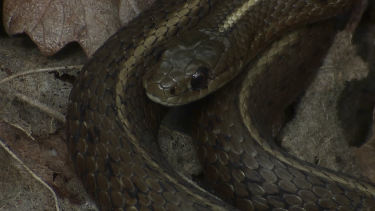 una serpiente negra está enrollada y lista para atacar