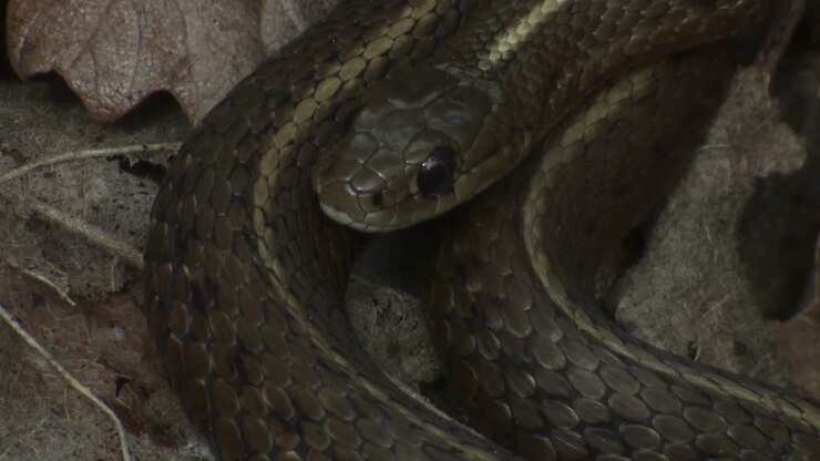 A black snake is coiled and ready to strike