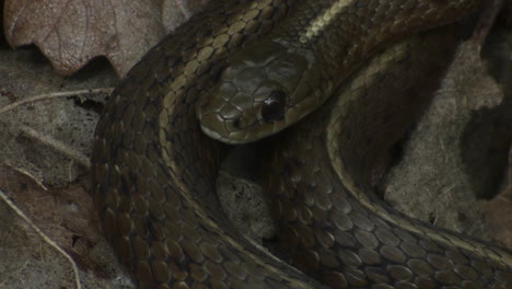 Una-Serpiente-Negra-Está-Enrollada-Y-Lista-Para-Atacar