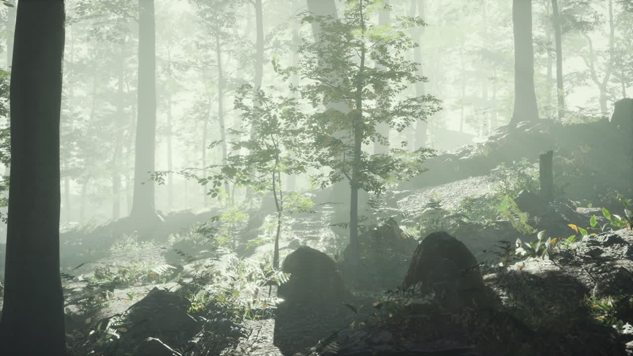 안개 를 통해  ⁇ 빛 을 비추는  ⁇ 빛 의 실루 ⁇  이 있는 숲