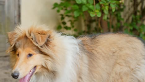 perro cachorro de collie áspero jadeando y mirando fijamente a un punto en el jardín