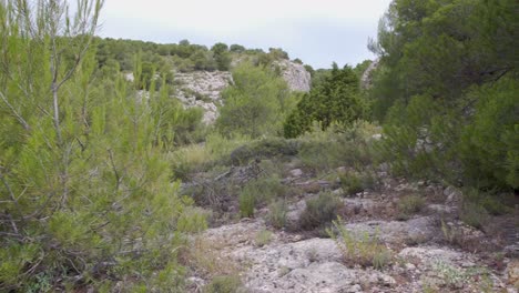 coniferous bushes on the rocks of alcoi mountains,valencia,spain