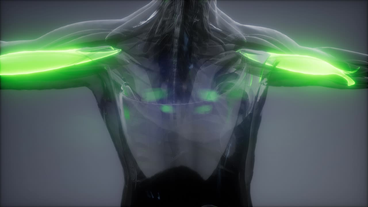 비 ⁇ 스 - 눈에 보이는 근육 해부학 지도