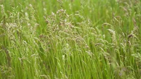 wheat grass fanning in the wind in close up shot, depth focus