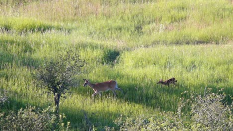 Ein-Weißwedelhirsch-Und-Sein-Kitz-Laufen-Durch-Eine-Wiese