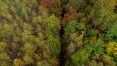 An-empty-forest-road-leading-straight-through-a-leafy-forest