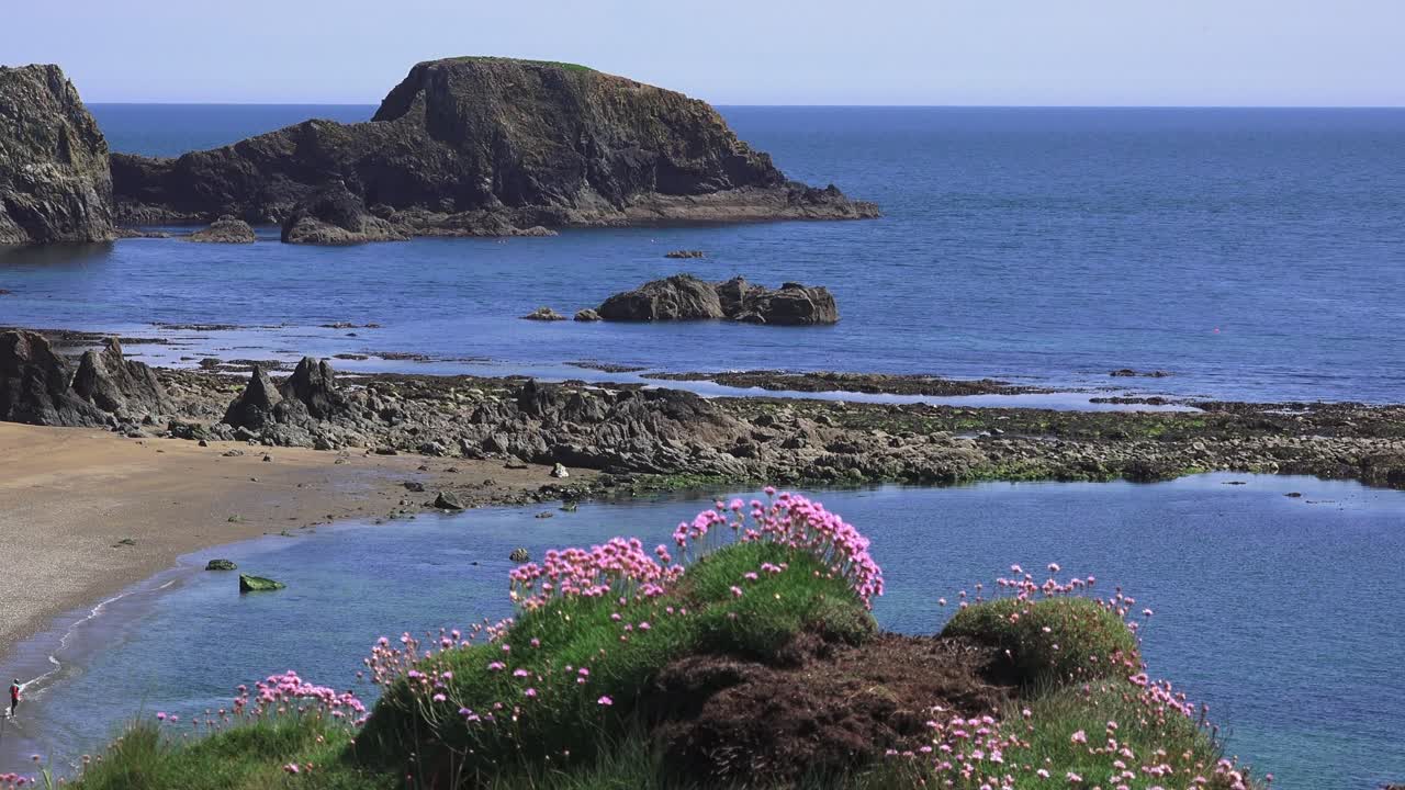 sea pinks on beach with blue seas Copper coast Waterford Ireland epic locations