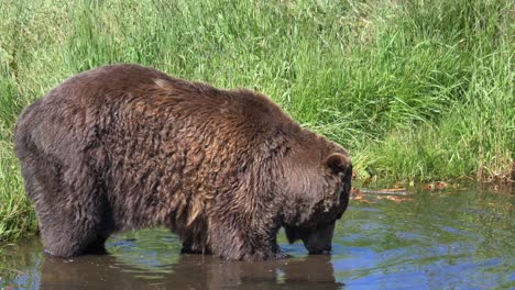 Cerca-De-Oso-Pardo-Forrajeando-Y-Comiendo-En-El-Arroyo