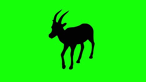 a silhouette of a gazelle walking on green screen, perspective view