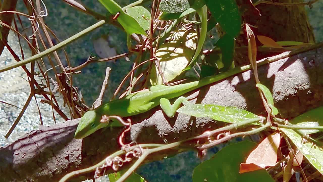 A Green Anole saunters along a tree branch in a South Carolina lowland area.
