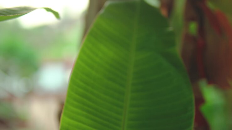 Large green tropical leaf sways gently outdoors with soft natural light and blur