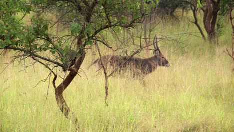 African Antelope walks through tall grass