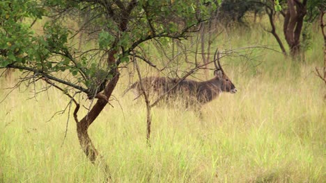 african antelope walks through tall grass