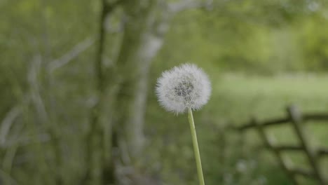 cámara lenta, dientes de león de árboles y campanillas en el bosque en primavera