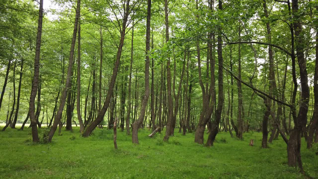 숲속의 시골길을 걷고, 여름철