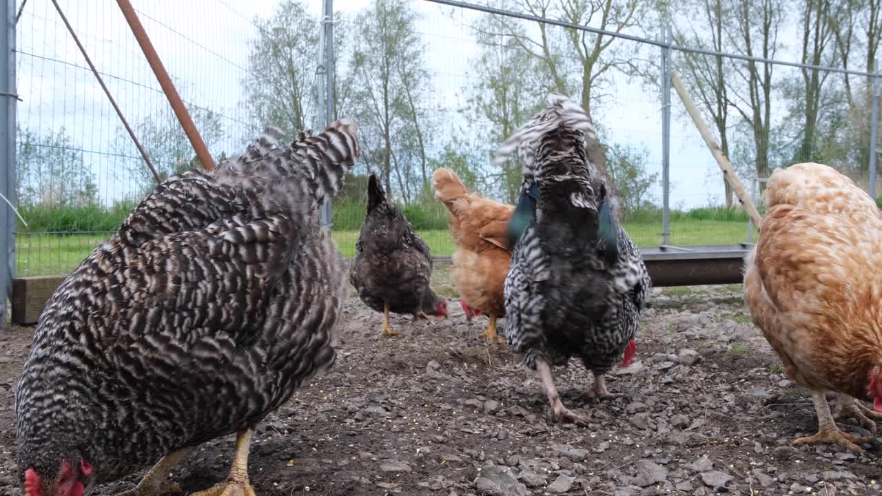 Brown and speckled hens feeding on grain feed in chicken pen on small holding farm
