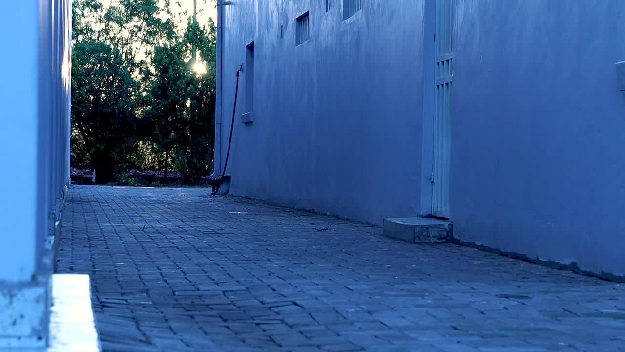 나무들 사이에서 약간 숨겨진 빛으로 해가 지는 장면의 타임 스