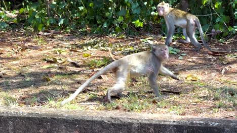 monos en un bosque