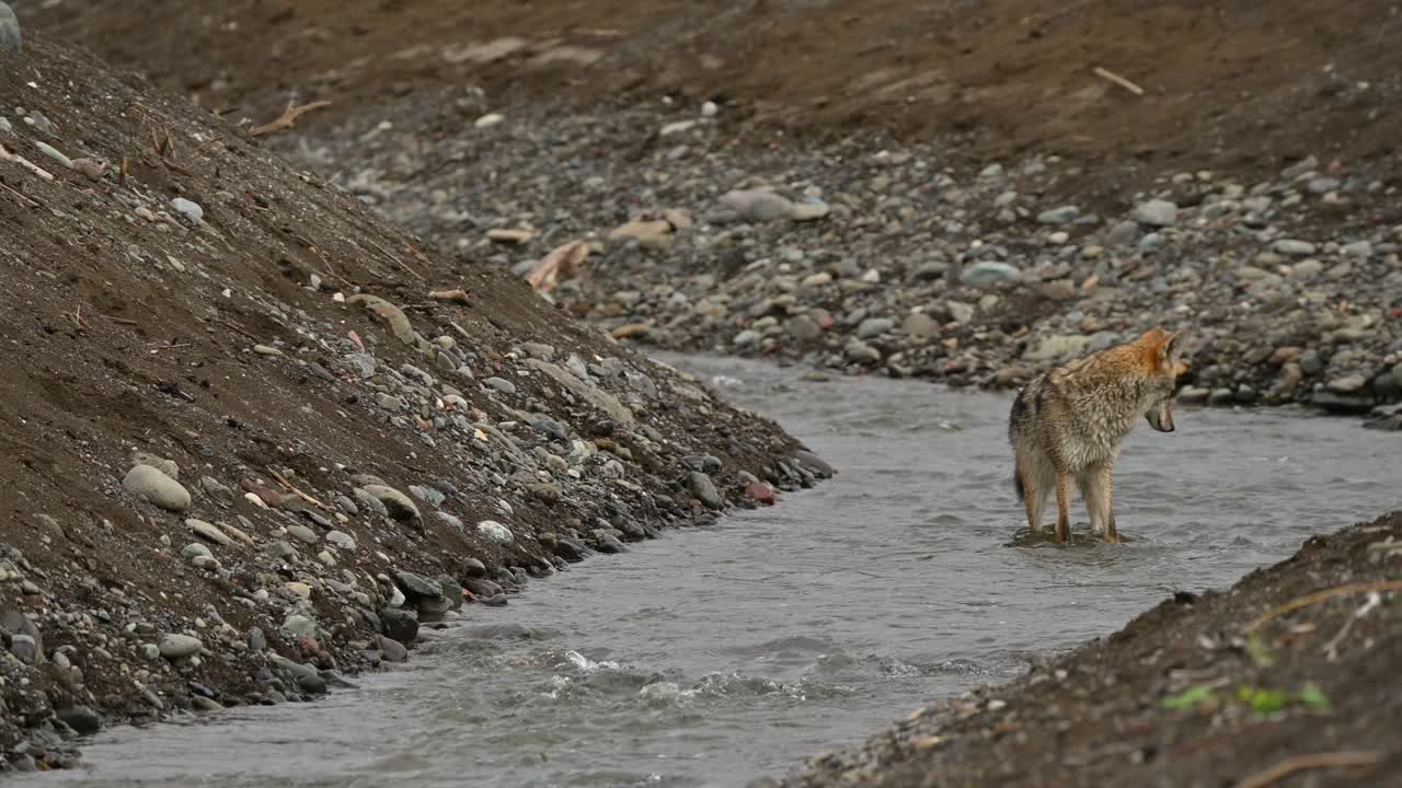 Wildlife Encounter: Coyote Fishing in Tranquille River