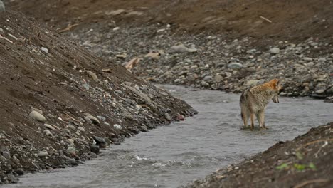 Begegnung-Mit-Wildtieren:-Kojotenfischen-Im-Quietle-River