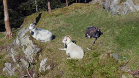 wide shot of three mountain goats resting on the cliff edge at fløyen panorama