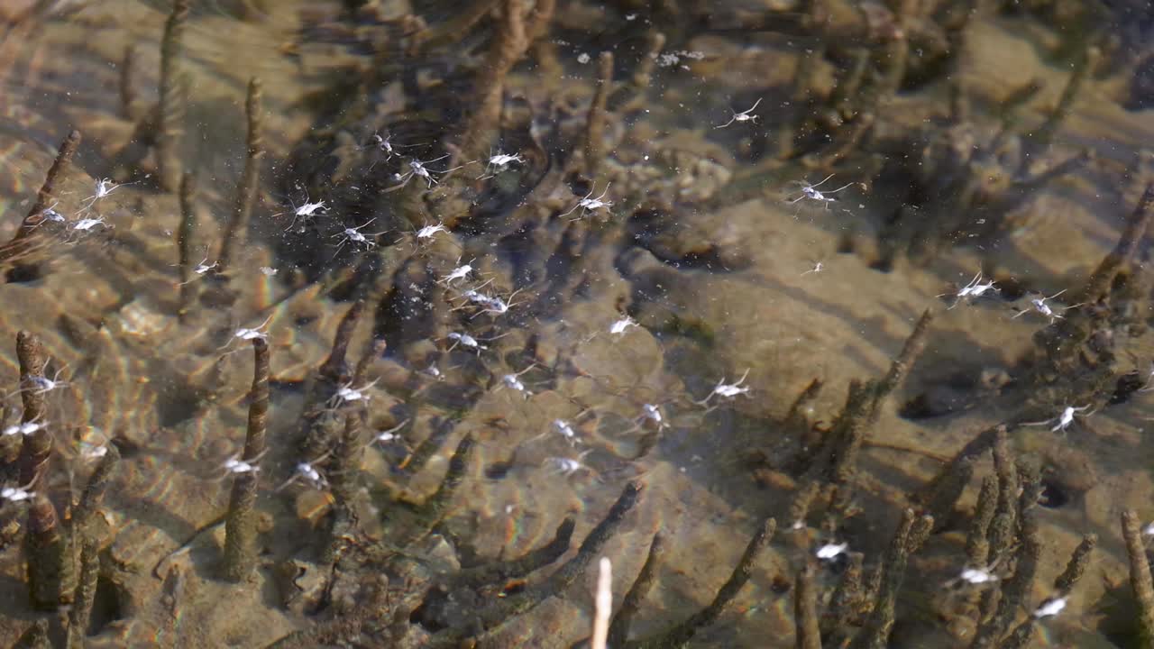 la luz del sol se refleja en la superficie de un río que fluye