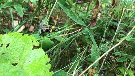 un pequeño abejorro caminando por la hierba silvestre