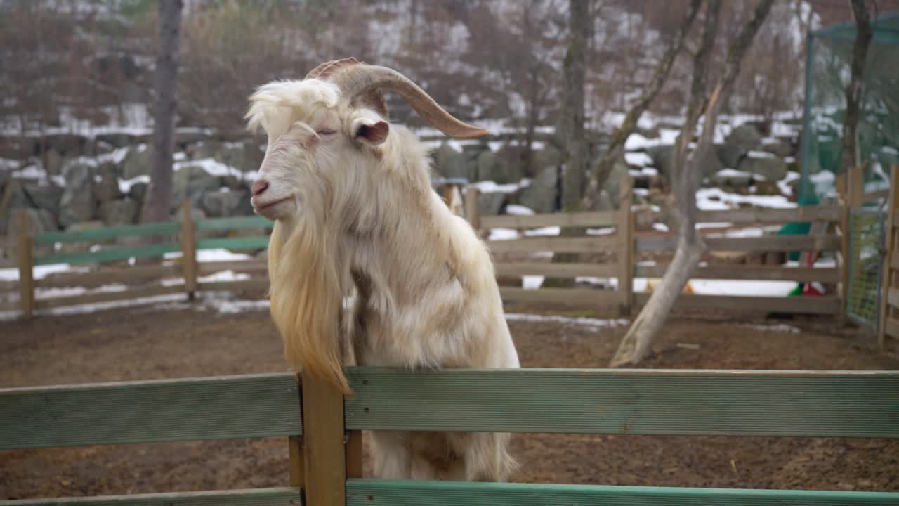 A majestic white goat with large horns and a long golden beard looks over a wooden fence in its snowy farm enclosure during winter