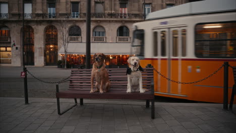 dogs sitting on a bench while a tram passes by in the background