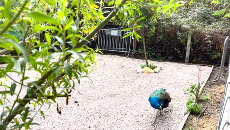 blue-peacock-strolls-in-the-farm,-appearing-intrigued-and-wary