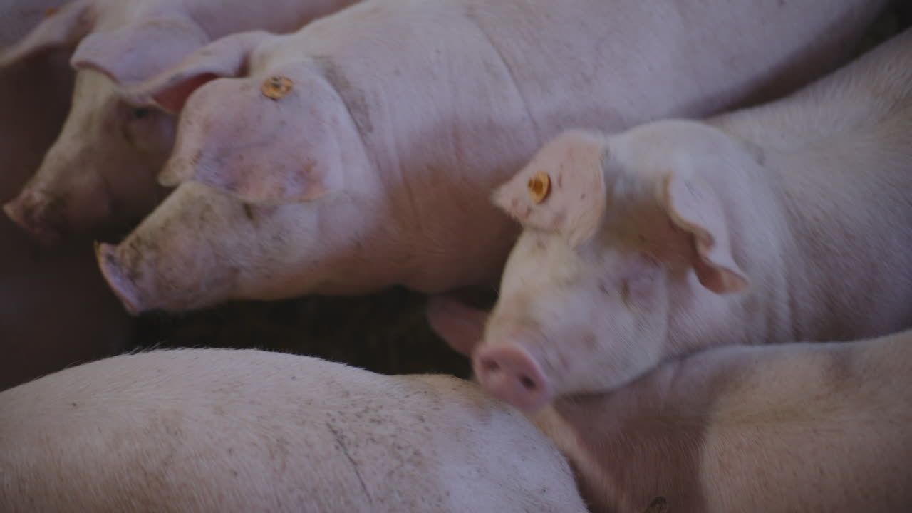 창고에 힌 돼지