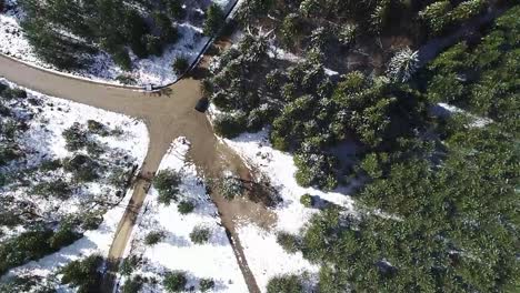 Dirt-road-through-a-forest-during-winter