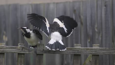 los juveniles de la alondra son alimentados por un adulto encaramado en el enrejado de la valla australia maffra gippsland victoria cámara lenta