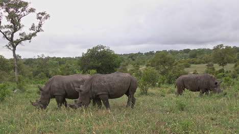 white rhinoceros graze on lush grassy plains in sabi sands game reserve, south africa - medium shot