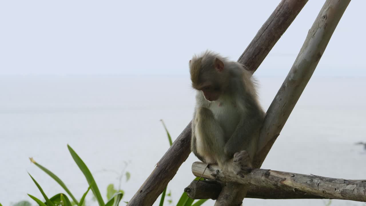 A close up shot of a cute monkey sitting on piece of wood chewing something and having fun