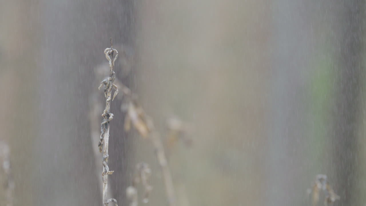 Close-up of withered plant in rain, evoking solitude outdoors