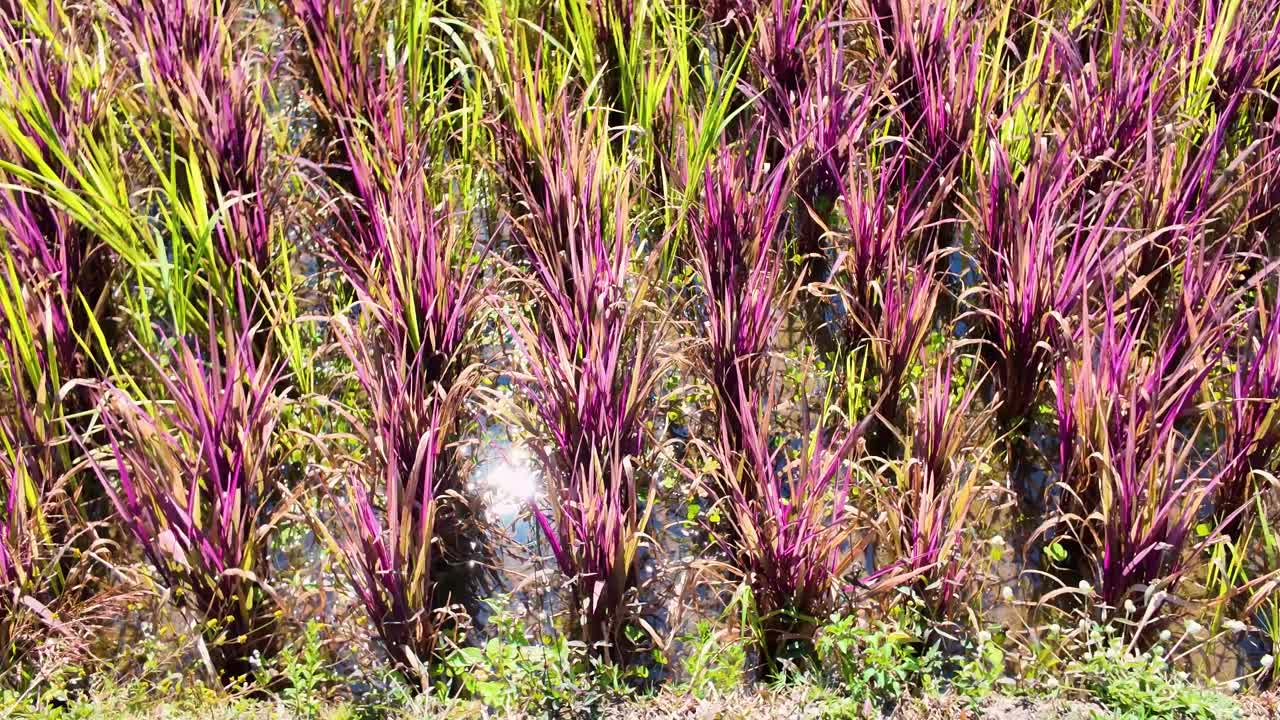Vista ravvicinata di piante di riso viola che crescono in una risaia nel nord della Thailandia. Paesaggio agricolo unico che mostra una colorata coltivazione di riso in terreni agricoli tropicali sotto la luce naturale del giorno.