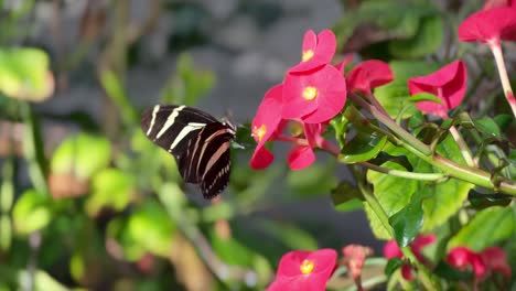 Mariposa-De-Ala-Larga-Cebra-Rayada-Moviéndose-De-Flor-En-Flor-Posado-Hermosa-Exposición-Animales-Insectos-Naturaleza