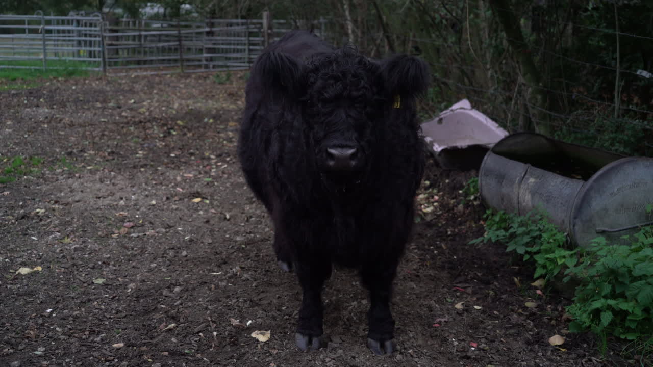 블랙 갤러웨이 암소를 통해