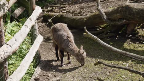 a-goat-feeds-in-Rural-Landscape---wide-static-shot