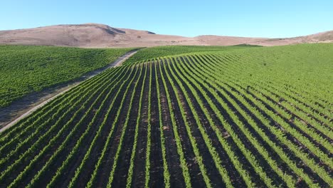 beautiful aerial of hilly vineyards in the grape growing region of californias santa rita appellation 14