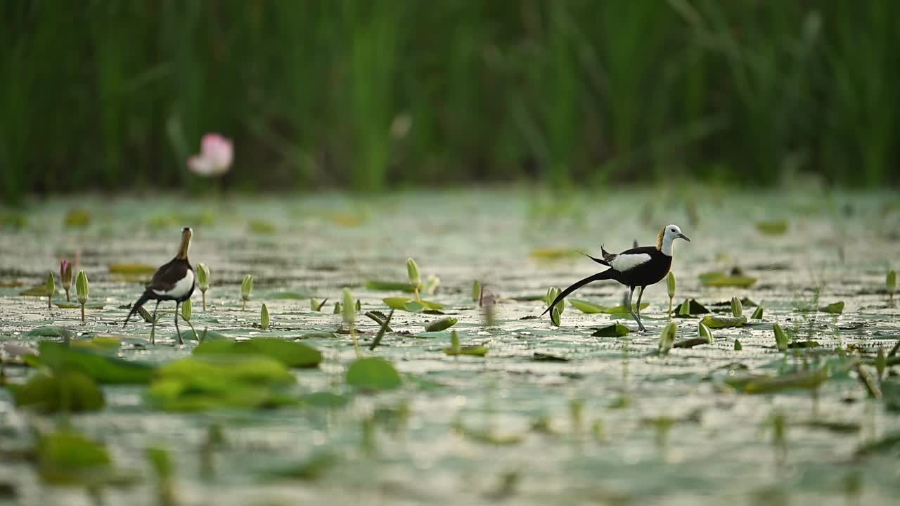 Jacana pair explores green aquatic leaves in peaceful light