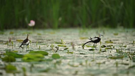 jacana pair explores green aquatic leaves in peaceful light