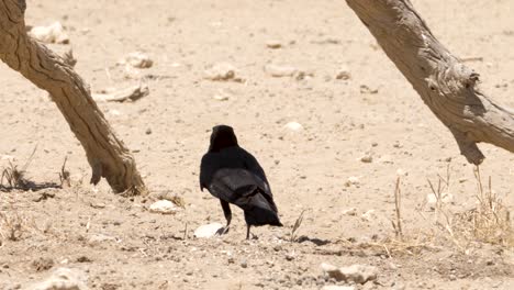 cape crow eats a namaqua dove and is scared off by an approaching jackal