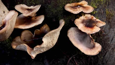 mushrooms growing on a mossy tree trunk