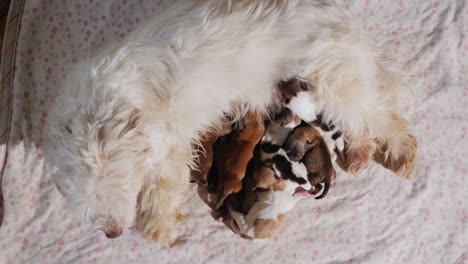 perro alimentando cachorros recien nacidos 04